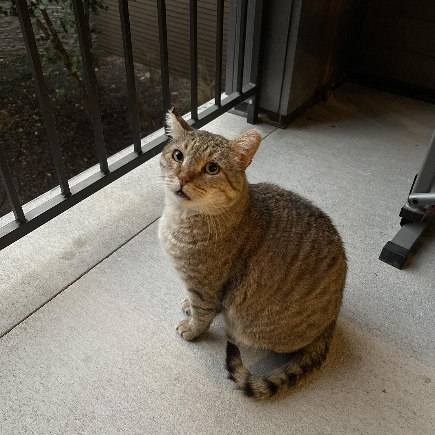 August 11, 2024 - We adopted our first pet. Meet Big Papi.