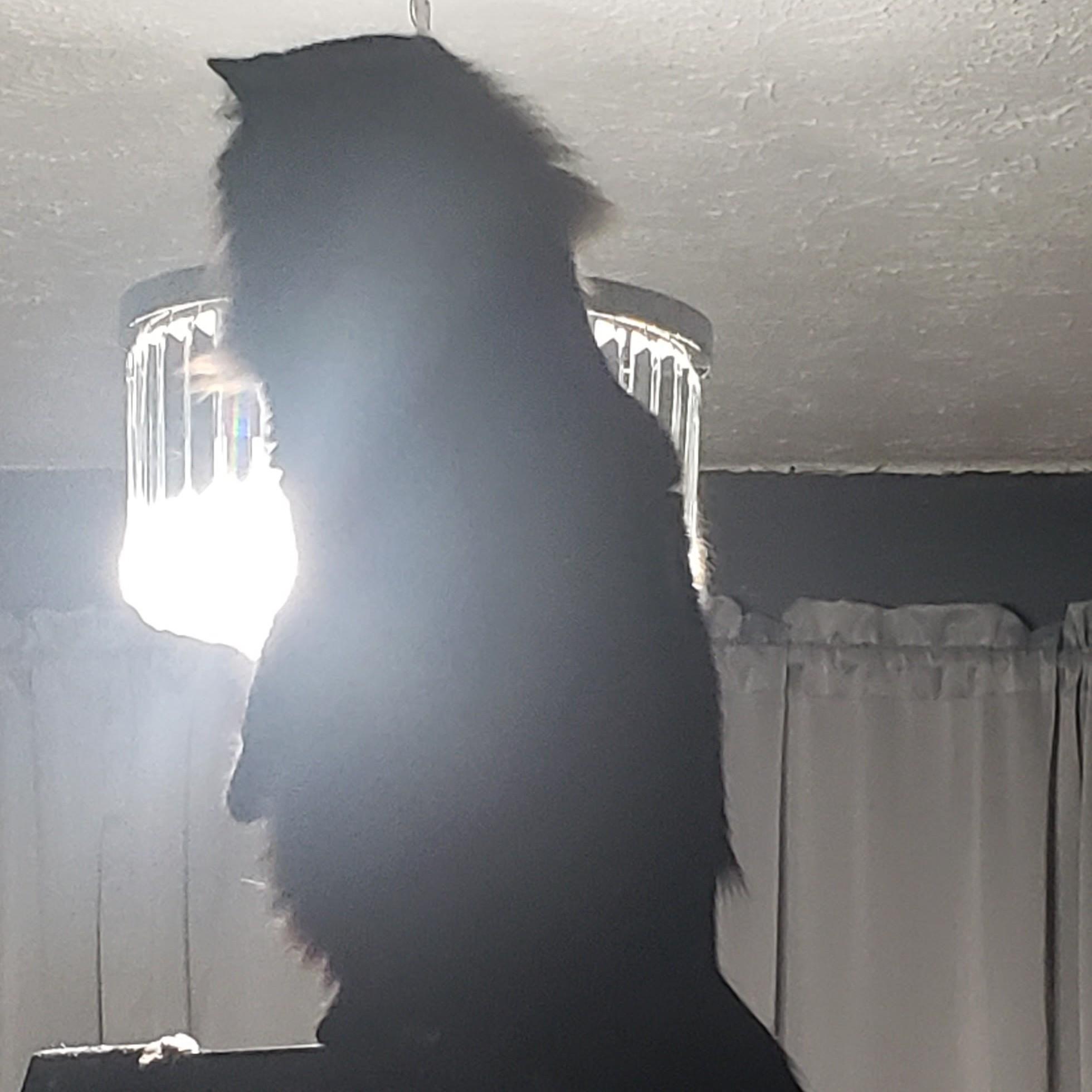 Hyde helping Eric hang the new chandelier
