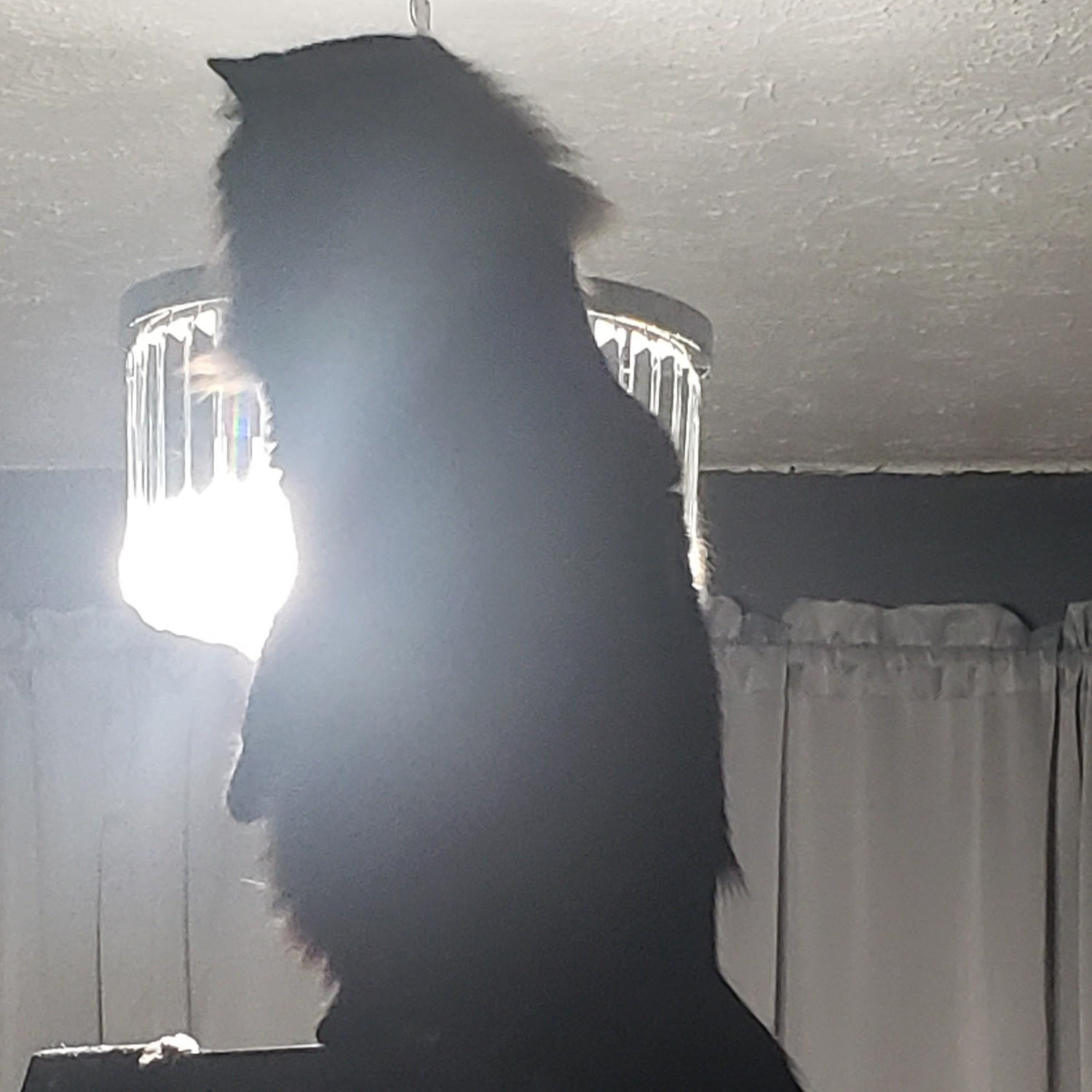 Hyde helping Eric hang the new chandelier