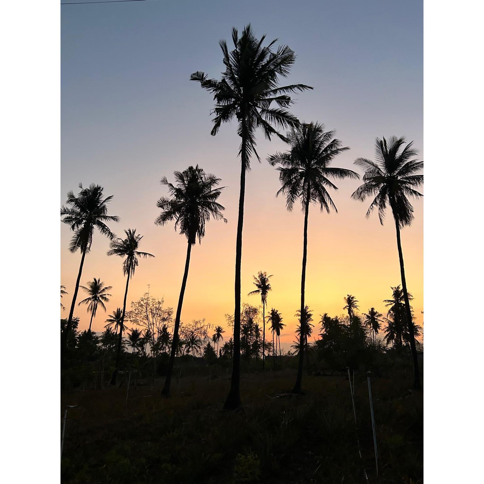 Perfect ride home under the palm trees