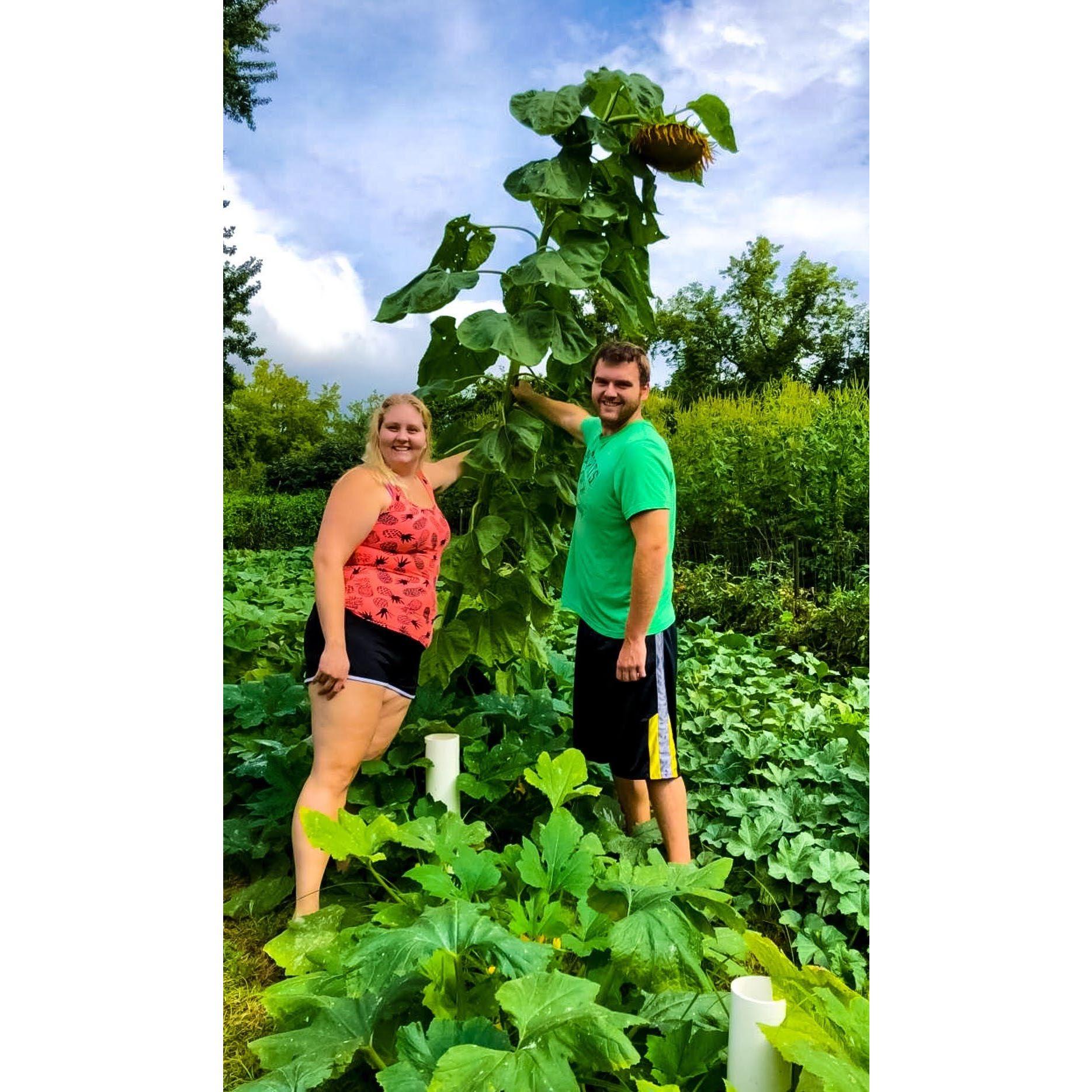 We found this giant sunflower in our community garden. August 2018