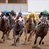 Horse Races Edmonton