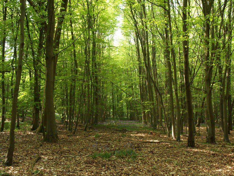 The Wedding Website of Alexandra Carmichael and Tim Driedger