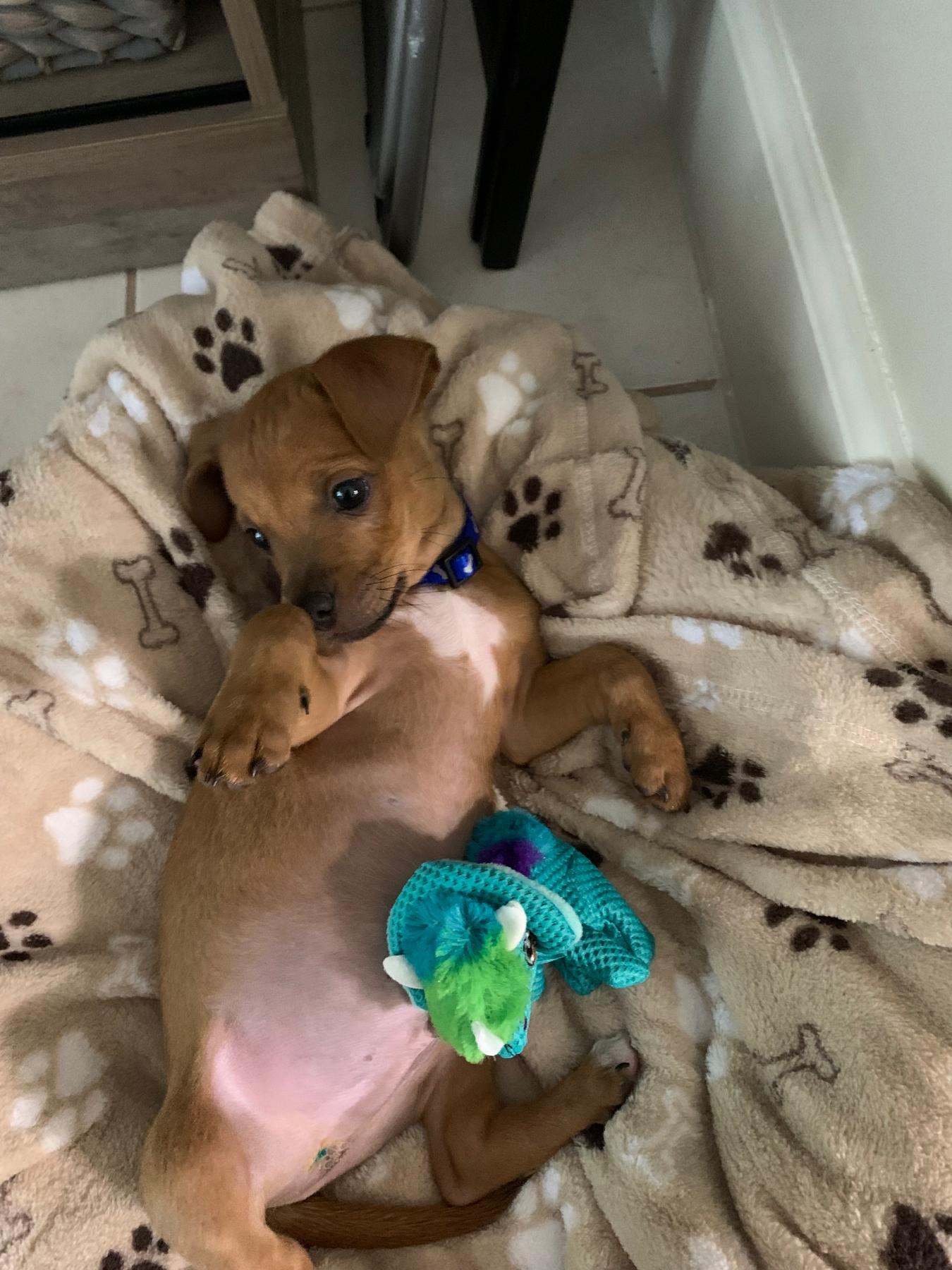 Welcome home fur baby