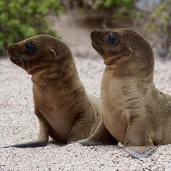 Galapagos Snorkeling Excursions