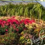 Vesely Nursery