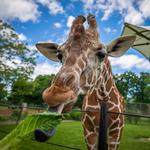 The Buffalo Zoo