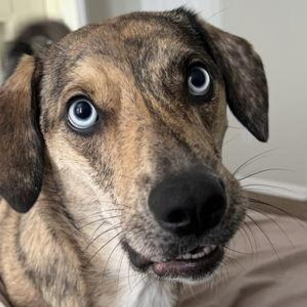 Ellie Fund
