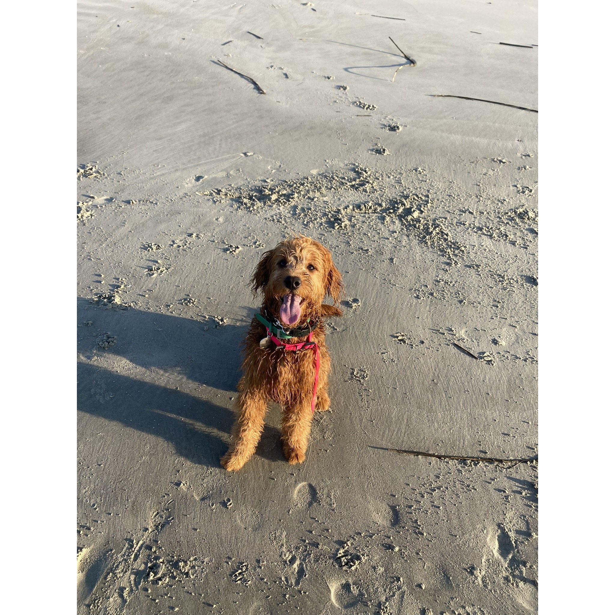 Moose's first beach day in Charleston