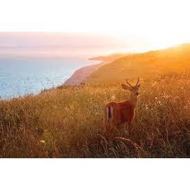 Island Wildlife