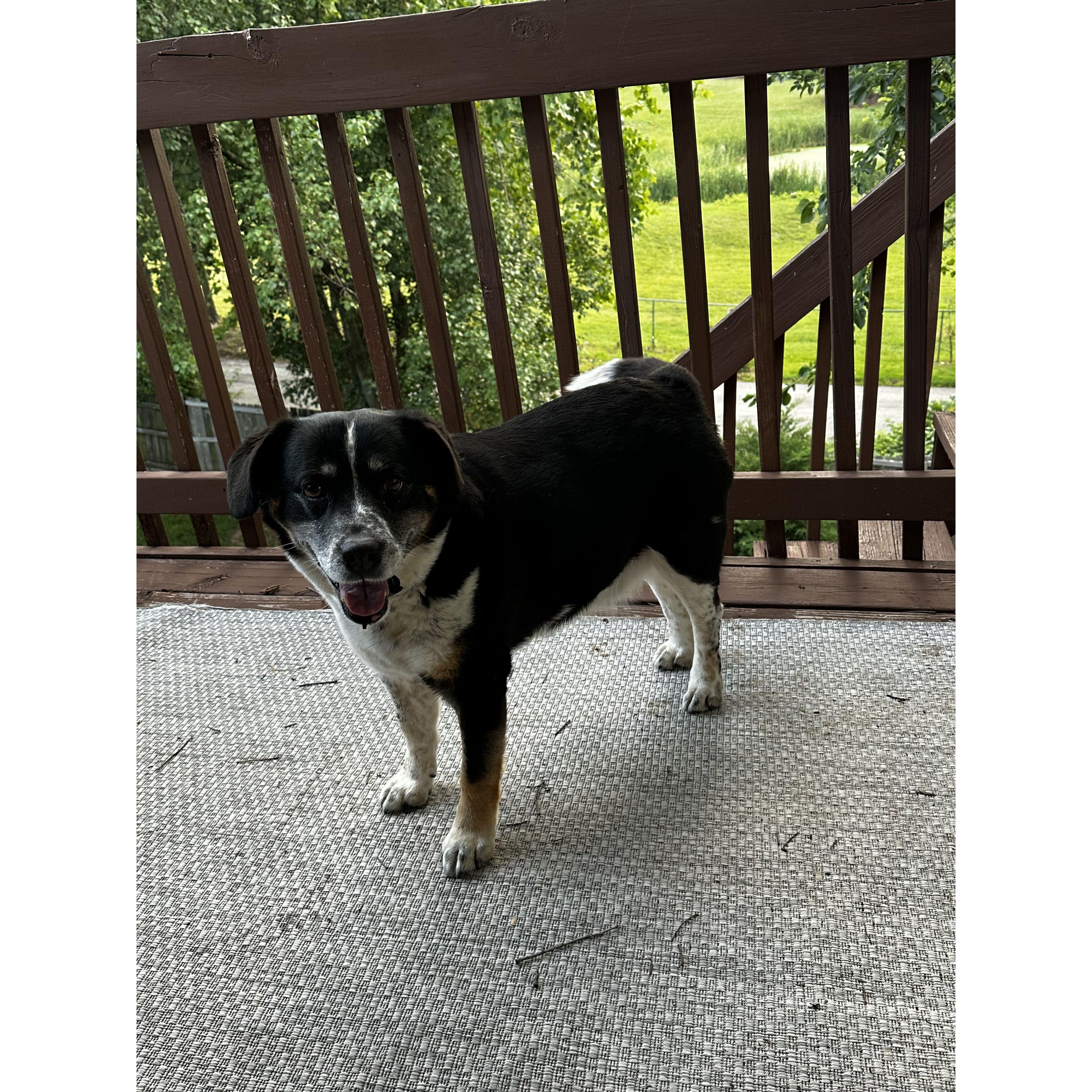 Our sweet Wimpy!