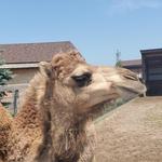 Boulder Ridge Wild Animal Park