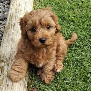 Our Cavapoo Puppy Fund