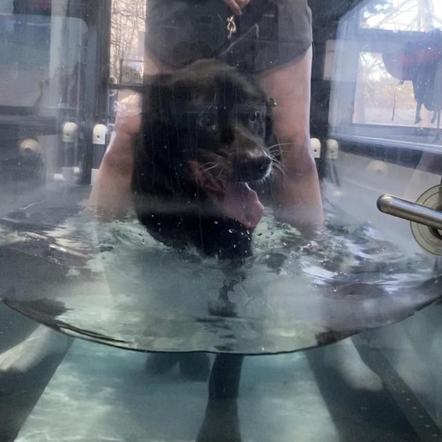 Animal Physical Therapy