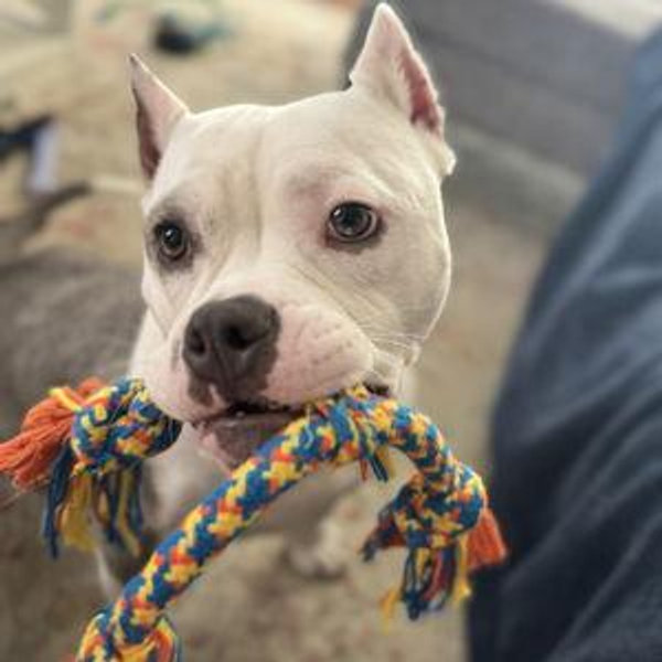 Our Pet Toy Fund