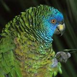 Des Cartier Rainforest Nature Walk