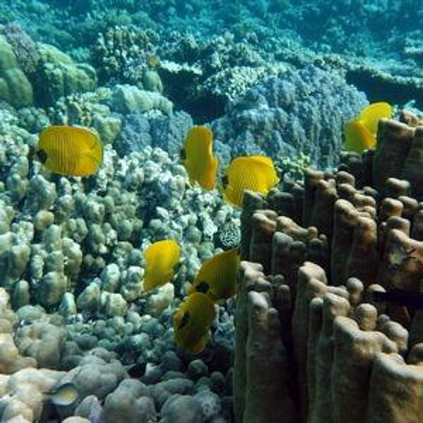 Antigua Snorkel Tour