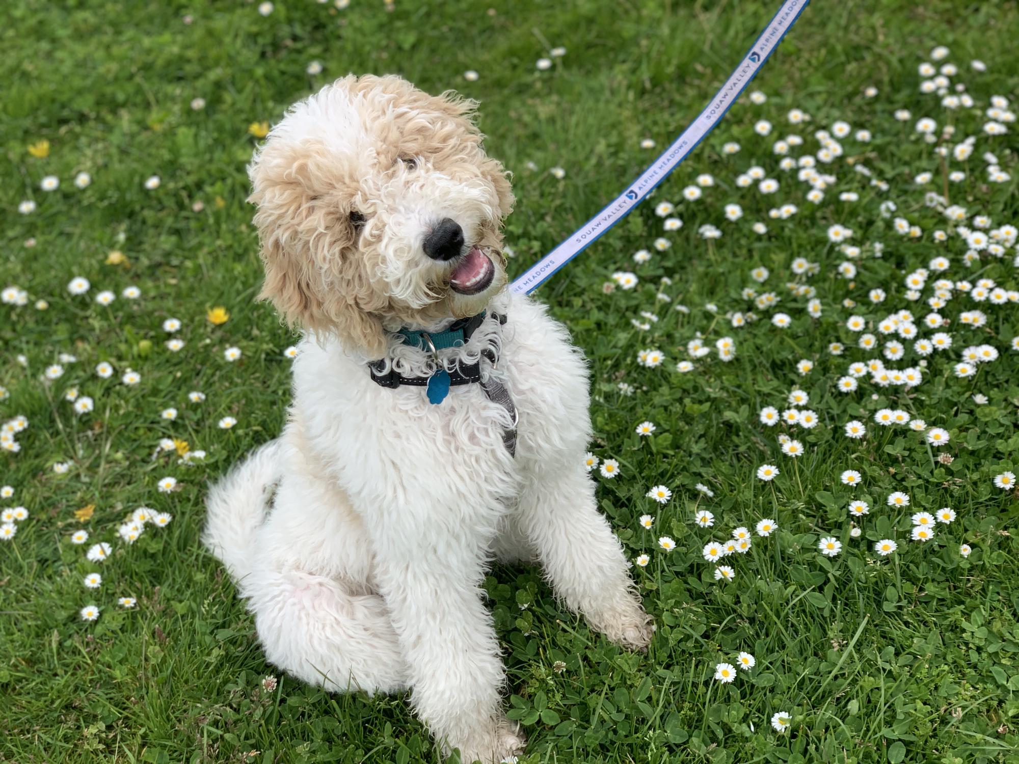 Daisy in a meadow of Daisies!