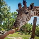 Brevard Zoo