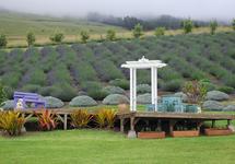 Ali'i Kula Lavender Farm