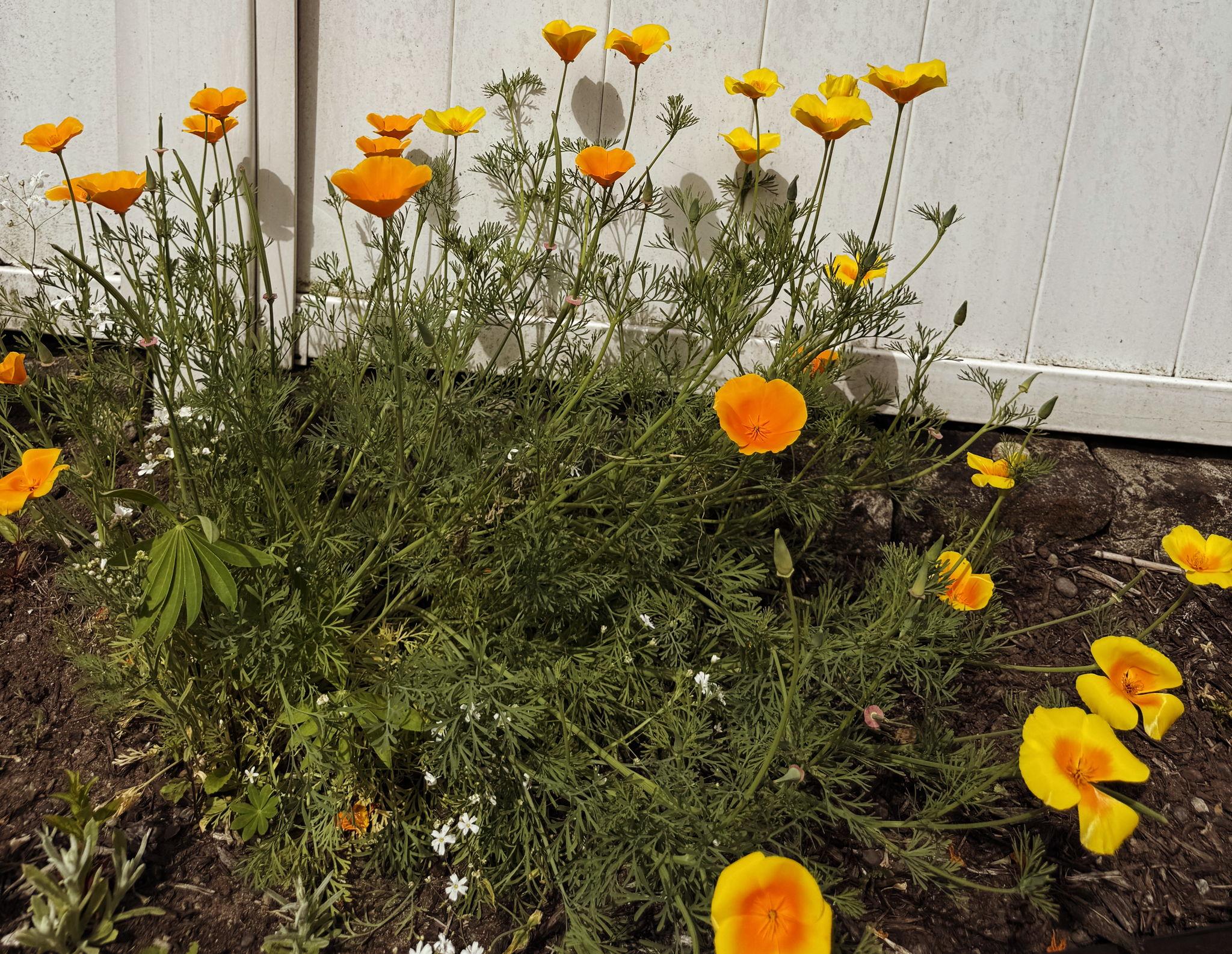 The Wedding Website of Avery Douglas and Joseph Walvatne