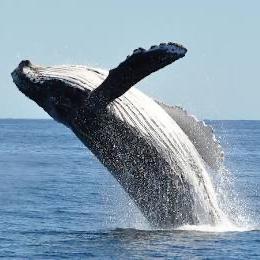 Whale watching in Husavik