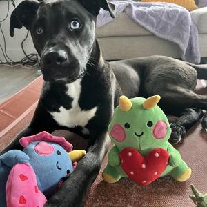 Donations to Local Animal Rescue