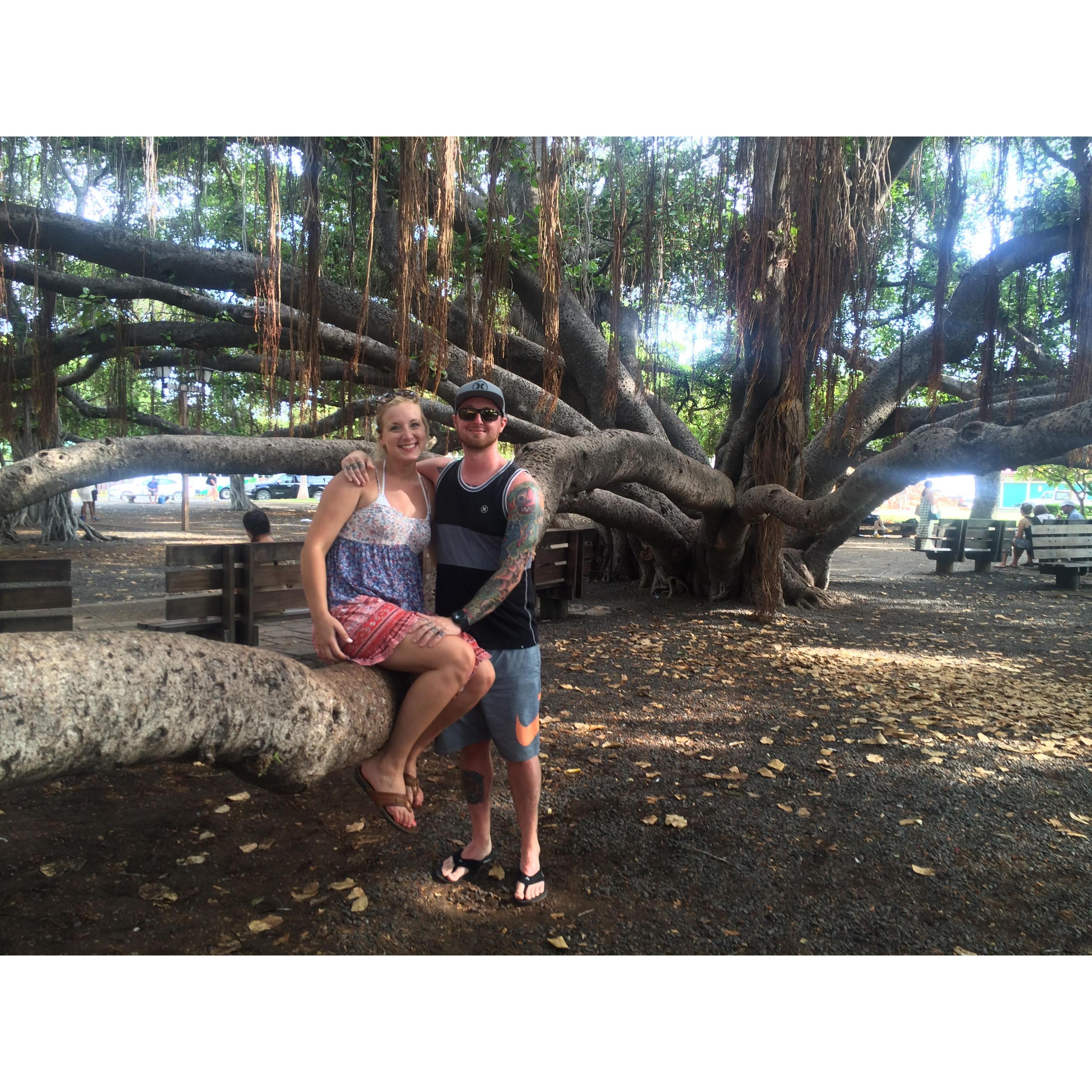 Banyan Tree in Maui