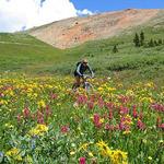 Big Al's Bicycle Heaven
