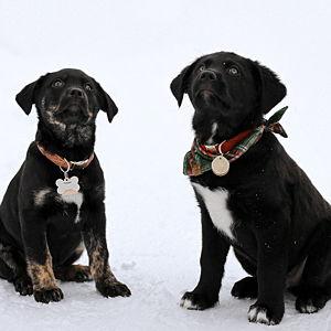 Puppy Fund
