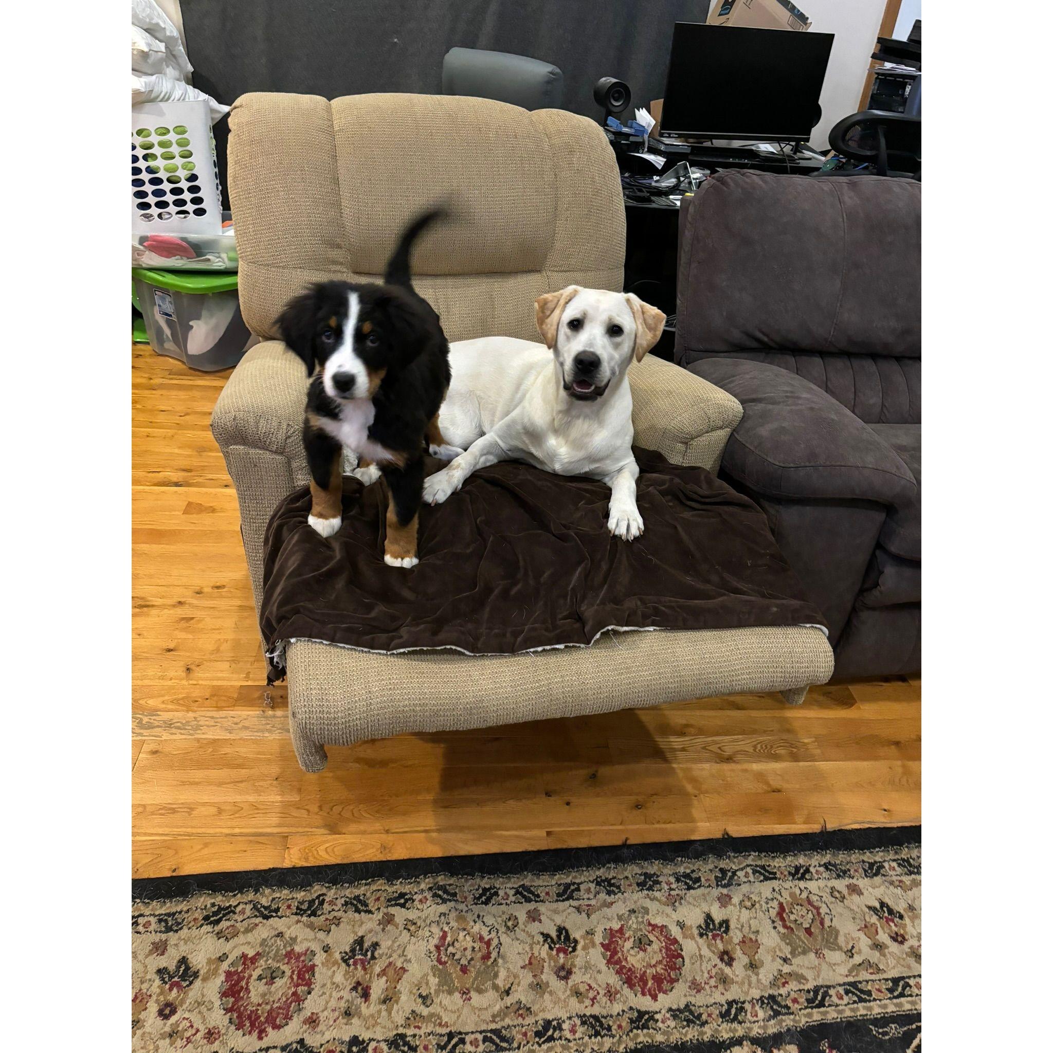 Baby Ruby and Zowie