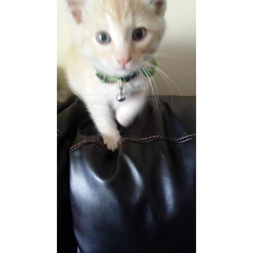 Our first fur baby together. Olly 2019