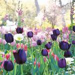 Descanso Gardens