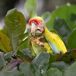 Bird Watching