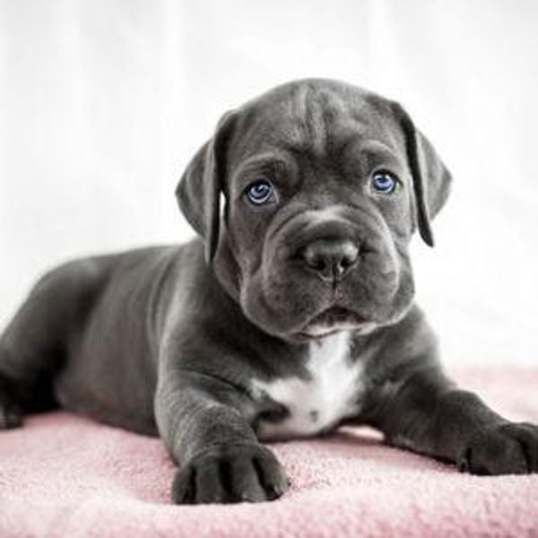 Our Future Cane Corso’s First Vet Bill