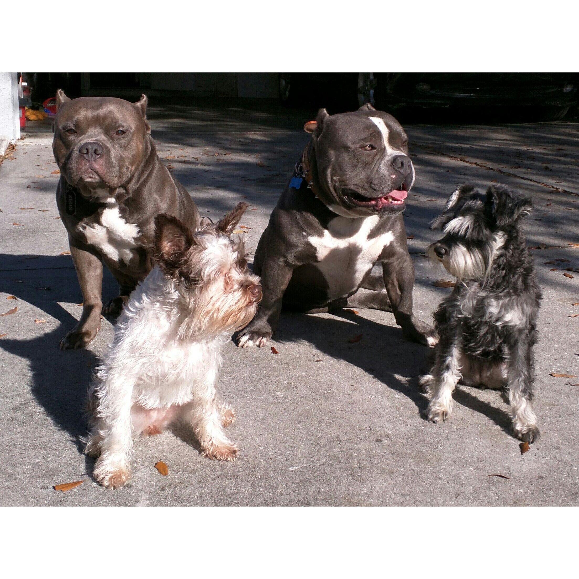 Zeus, Blu, Nala & Bella