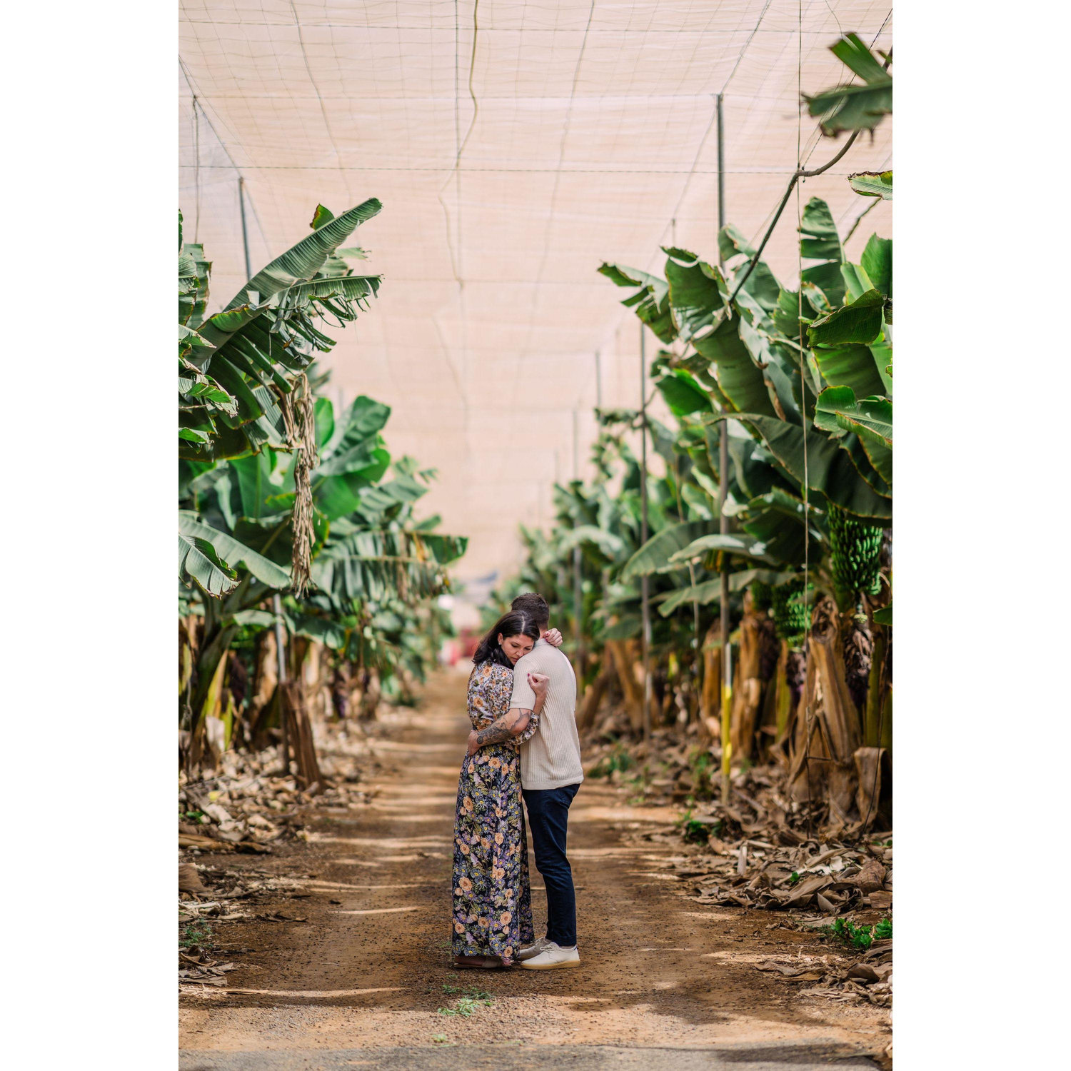 Large banana plantation, little old us (Costa Adeje, Tenerife, Canary Islands)