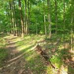Hoosier National Forest's Bedford
