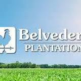 Belvedere Plantation
