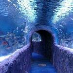VIA Aquarium