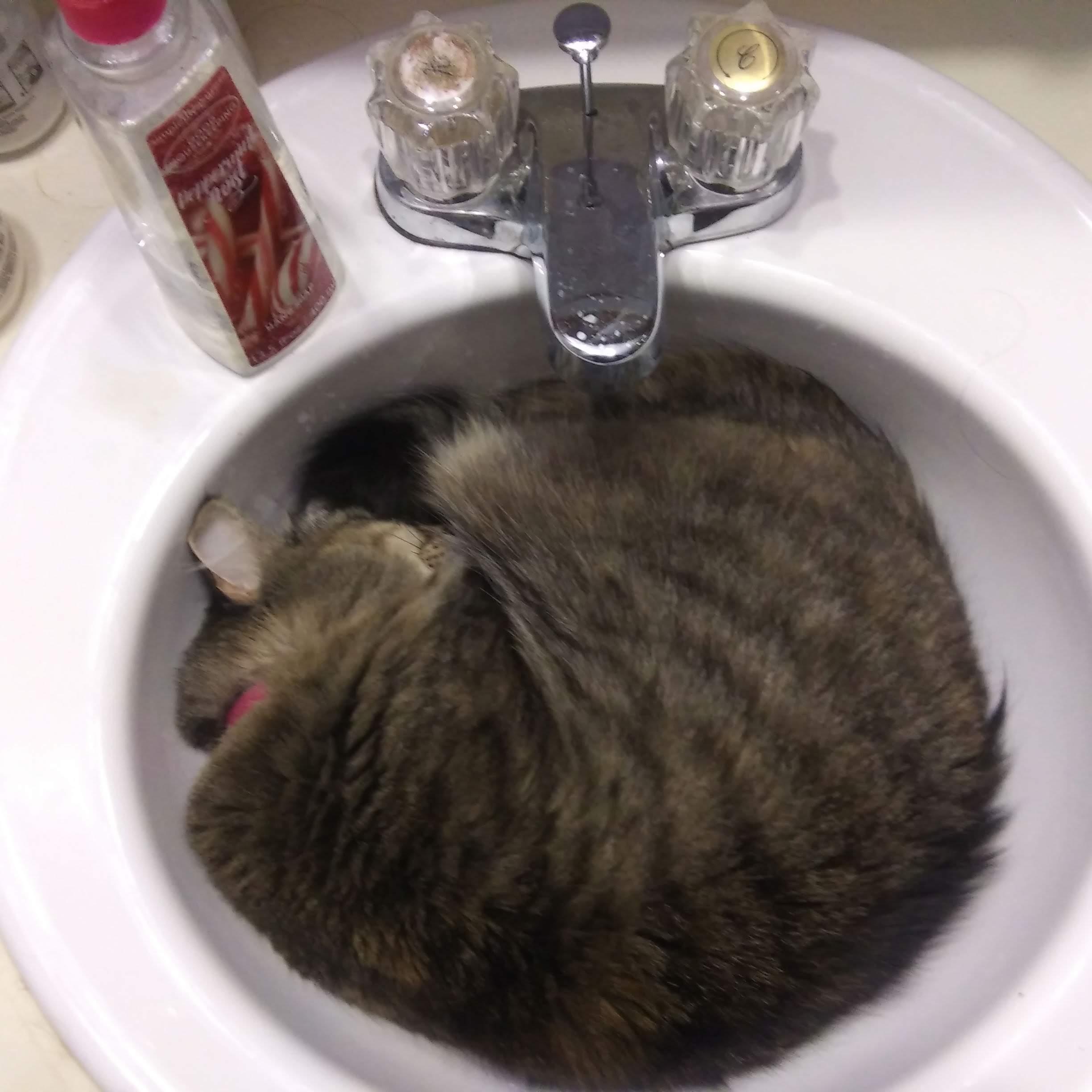 Sink Cat!