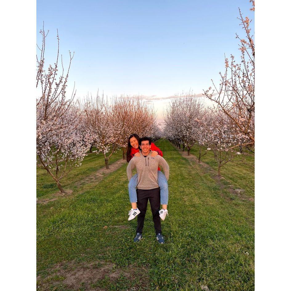 2020 almond blossom season
