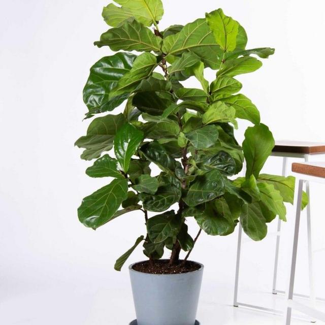 Fiddle Leaf Fig
