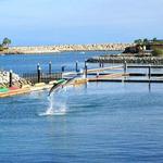 Dolphin Discovery Los Cabos