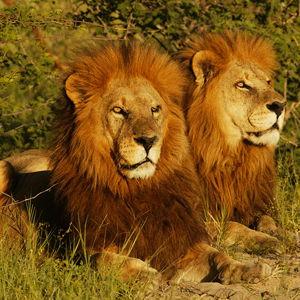 Namibia & Botswana Honeymoon!