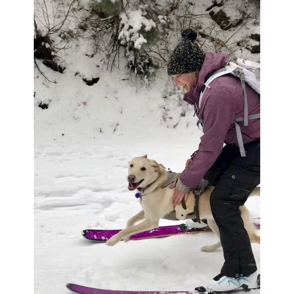 Training our ski dog