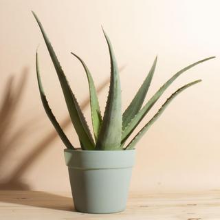 Aloe Vera Plant