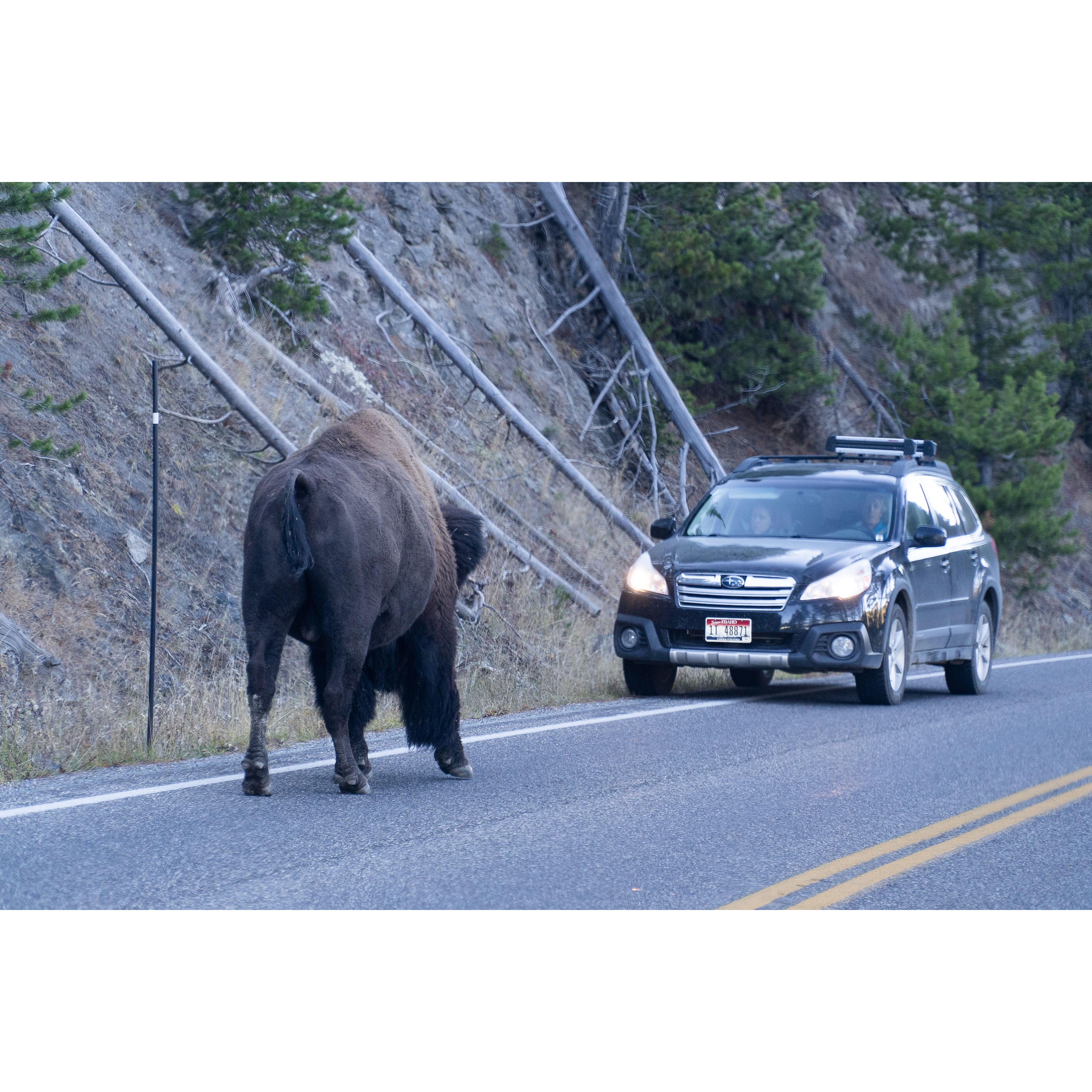 Driving through Yellowstone