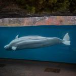 Mystic Aquarium