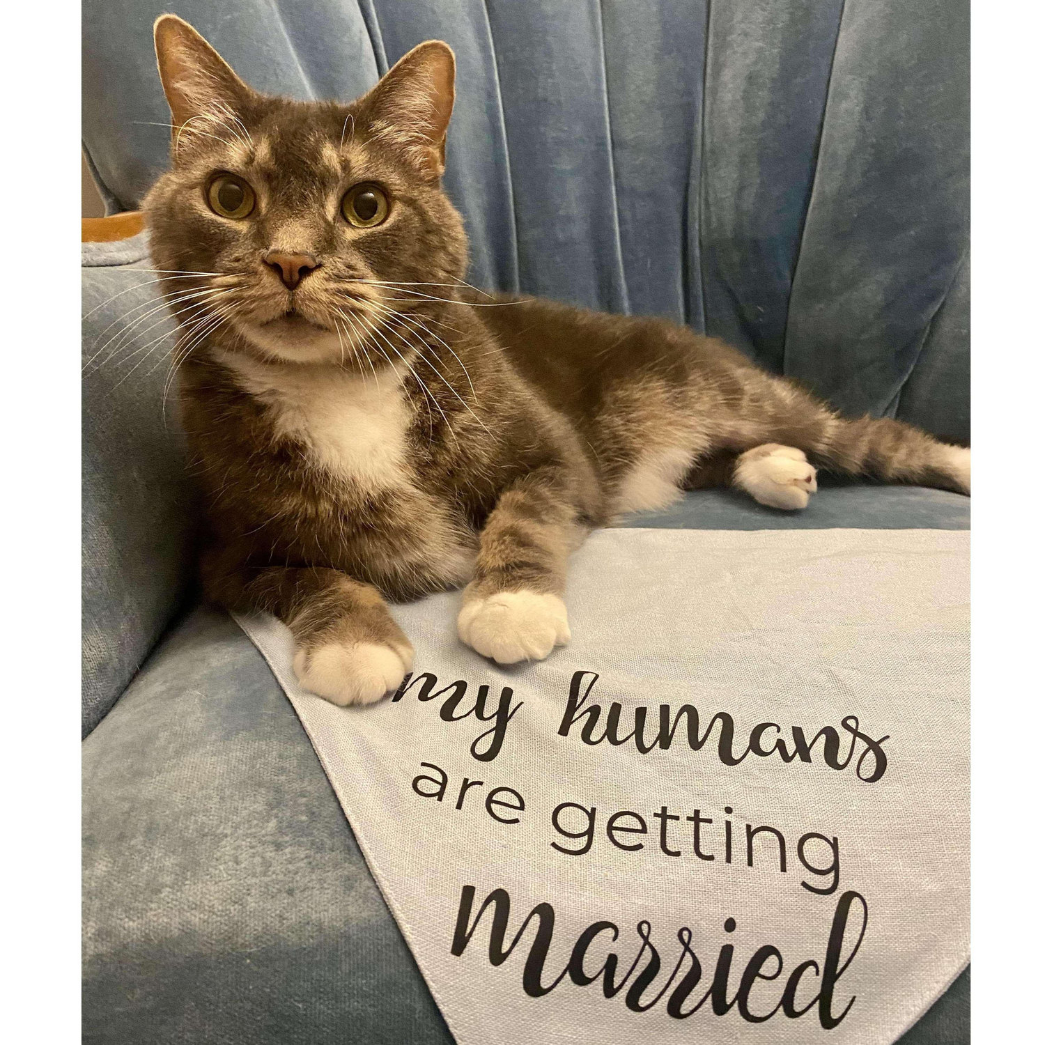 March 2022: Our 11 year old cat, Louis.